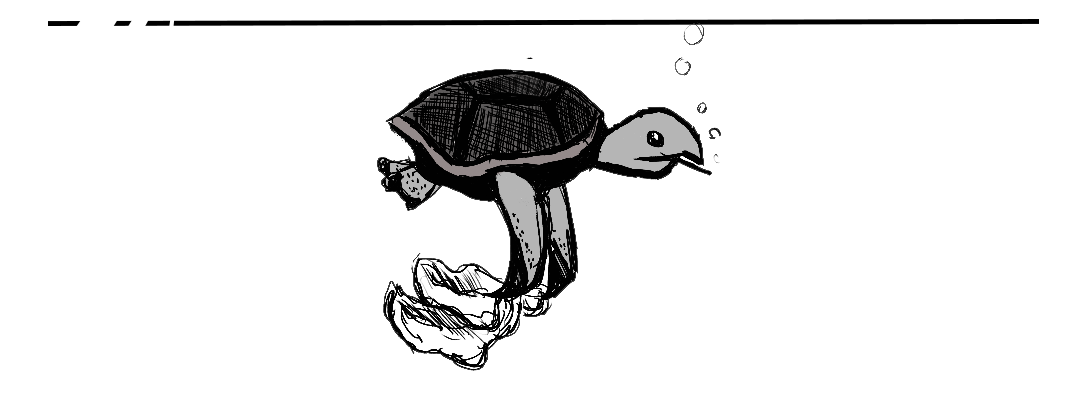 גידול ארנב – תובנות וממה להתחיל