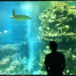 אוהד פרי חיבור לעולם בע"ח וחיבה לצבי ים