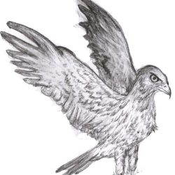 איור ורישום עם התמחות בבע"ח